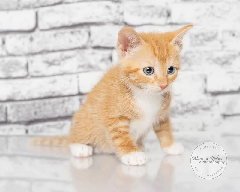 A baby medium-sized female Tabby (Orange / Red) Domestic Short Hair cat named Lily for adoption in Tuscaloosa, AL