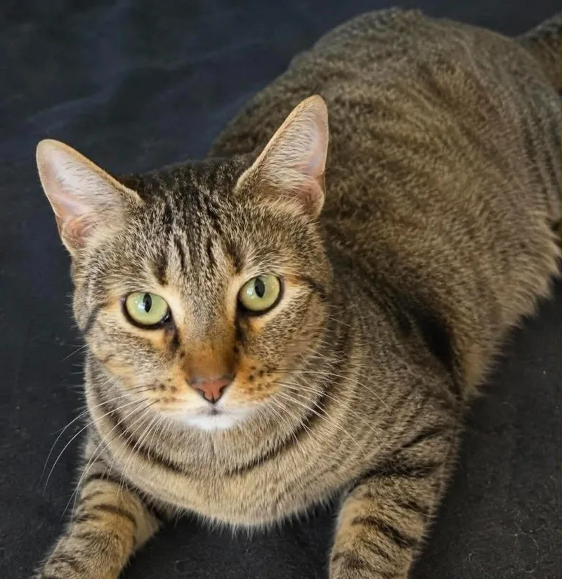 A young large-sized male Domestic Short Hair cat named Chevy for adoption in Columbia, TN
