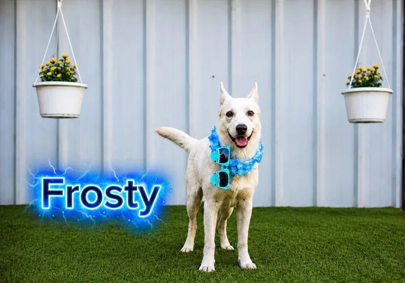 Frosty thumbnail 2
