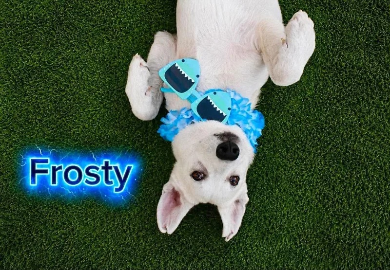Frosty thumbnail 3