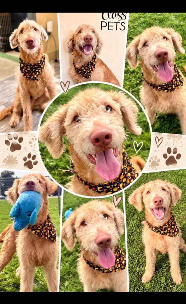 A baby large-sized male Retriever dog named Franklin for adoption in Rensselaer, IN