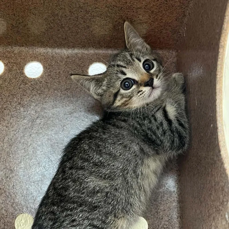A baby small-sized male Brown / Chocolate Domestic Short Hair cat named Nymph for adoption in Verona, VA