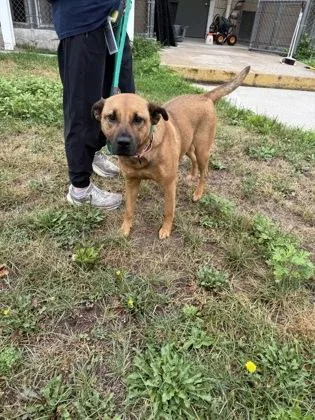 An adult medium-sized female Shepherd dog named Kami for adoption in Madison, NJ