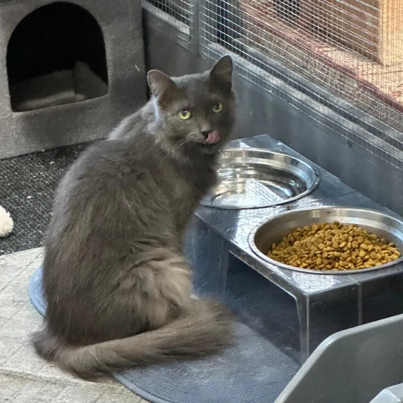 An adult small-sized female Russian Blue cat named Arwen for adoption in Nokesville, VA