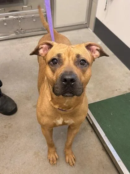 A young medium-sized female Yellow / Tan / Blond / Fawn Pit Bull Terrier dog named Sookie for adoption in Cleveland, OH