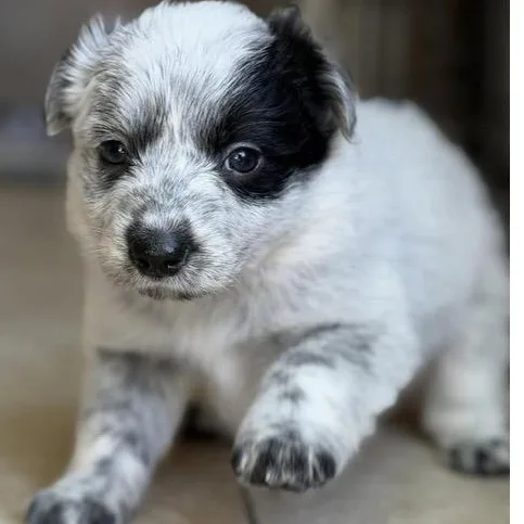 A baby medium-sized female Merle (Blue) Cattle Dog dog named Freckles for adoption in Santa Rosa, CA