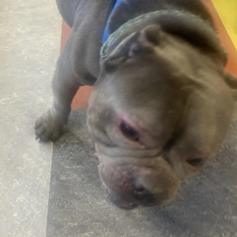 An adult medium-sized male Gray / Blue / Silver Mixed Breed dog named Mulah for adoption in Philadelphia, PA