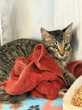 A baby small-sized male Domestic Long Hair cat named Railroad for adoption in El Paso, TX