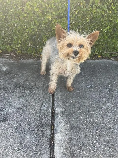 An adult small-sized female Yorkshire Terrier dog named Pheobe for adoption in Miami, FL