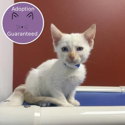 A baby small-sized male Siamese cat named Tofu for adoption in Janesville, WI