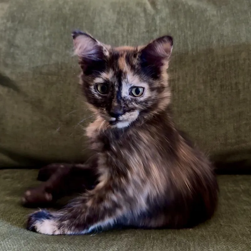 A baby small-sized female Tortoiseshell Domestic Medium Hair cat named Grandma Betsy Krabs for adoption in St. Paul, MN