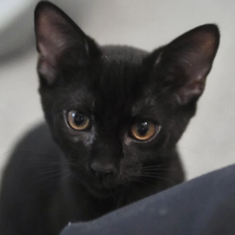 A baby small-sized male Black Domestic Short Hair cat named Hotch for adoption in Richmond, VA