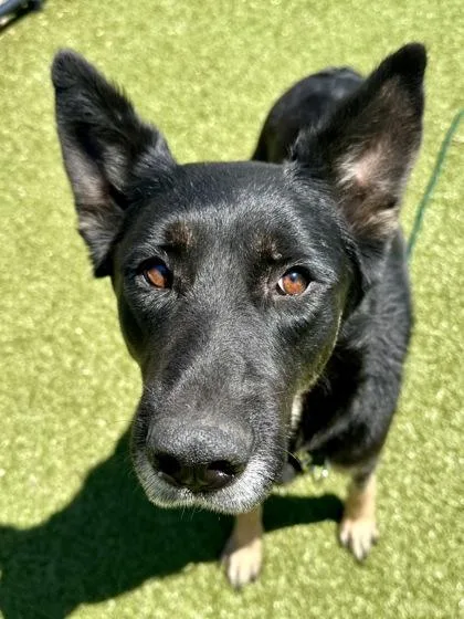 An adult large-sized female Black Mixed Breed dog named Yasha for adoption in Wichita, KS