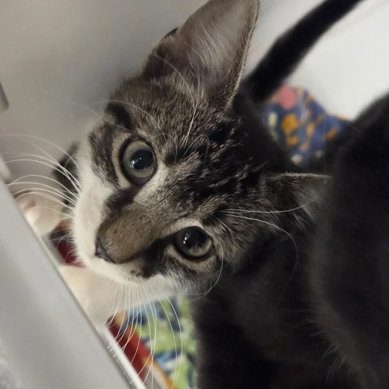 A baby small-sized female Brown / Chocolate Domestic Short Hair cat named Deep Sea for adoption in Voorhees, NJ