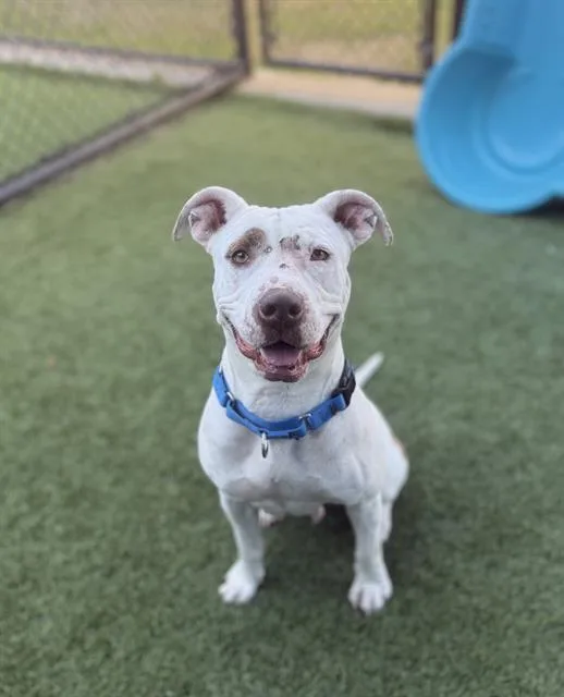 An adult medium-sized female Mixed Breed dog named Precious for adoption in Dallas, TX