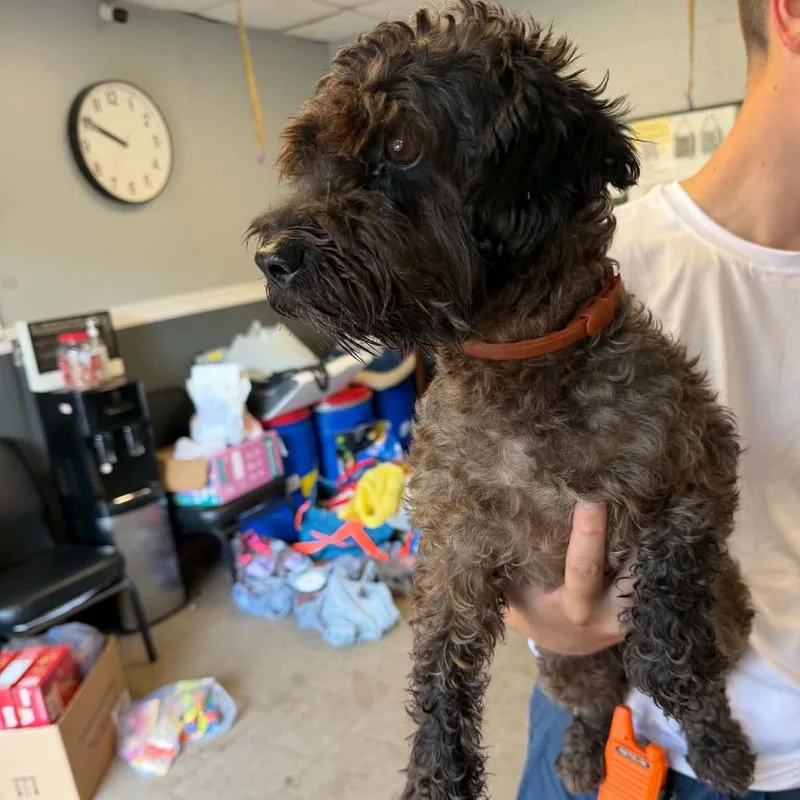 An adult small-sized male Black Mixed Breed dog named Asiago Stray Hold for adoption in Huntington, WV