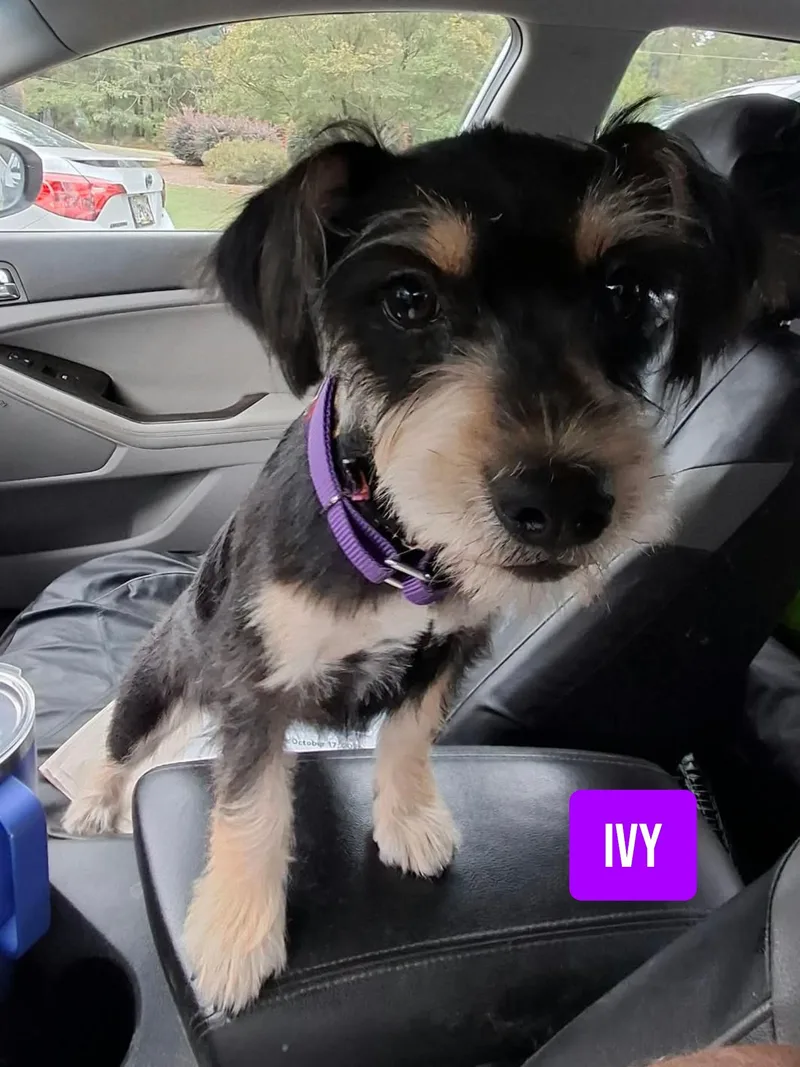 Ivy thumbnail 2
