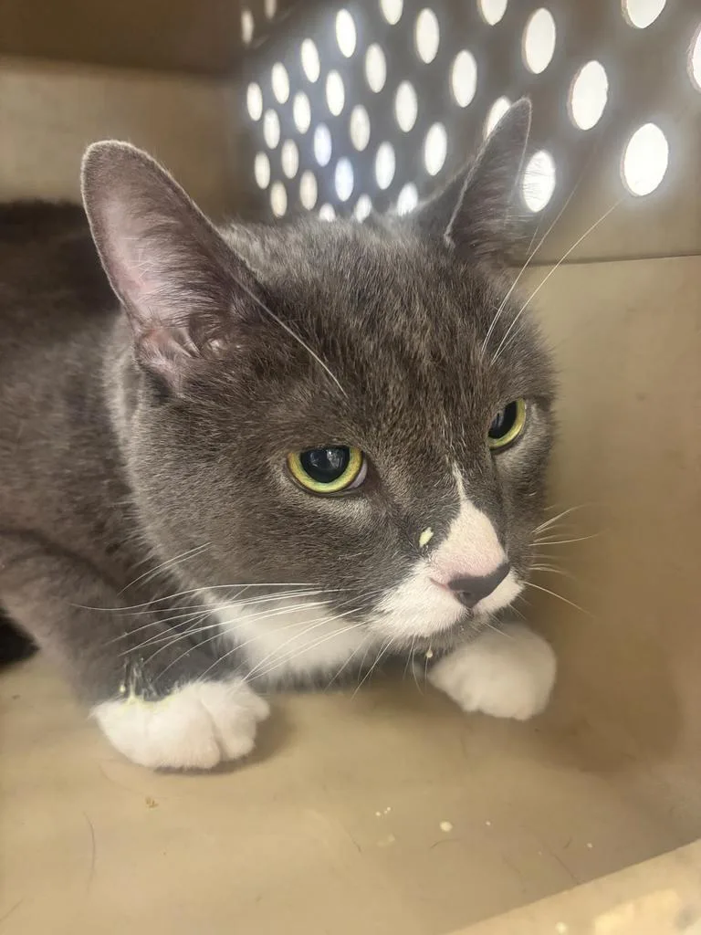 A senior large-sized female Domestic Short Hair cat named Sox for adoption in Greenfield, IN