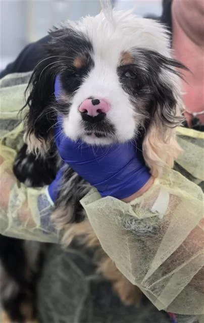 A young medium-sized female Mixed Breed dog named Chloe for adoption in Dallas, TX