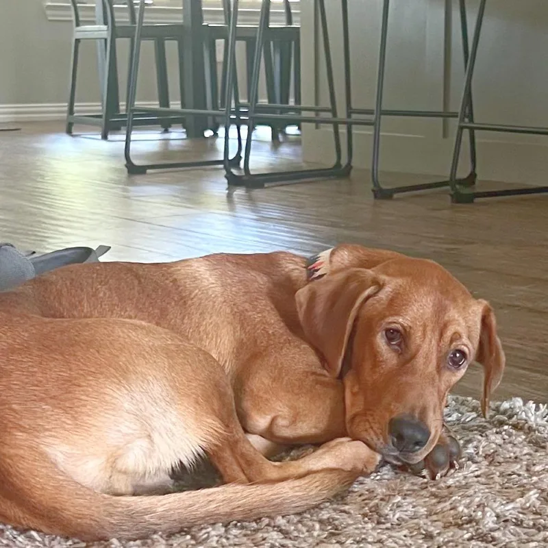 A young medium-sized male Red / Chestnut / Orange Redbone Coonhound dog named Rhodie for adoption in Flower Mound, TX