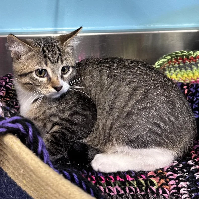 An adult small-sized male Domestic Short Hair cat named Blaze for adoption in Mount Vernon, IN