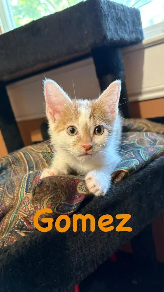 A baby medium-sized male Domestic Short Hair cat named Gomez for adoption in Lewisville, TX
