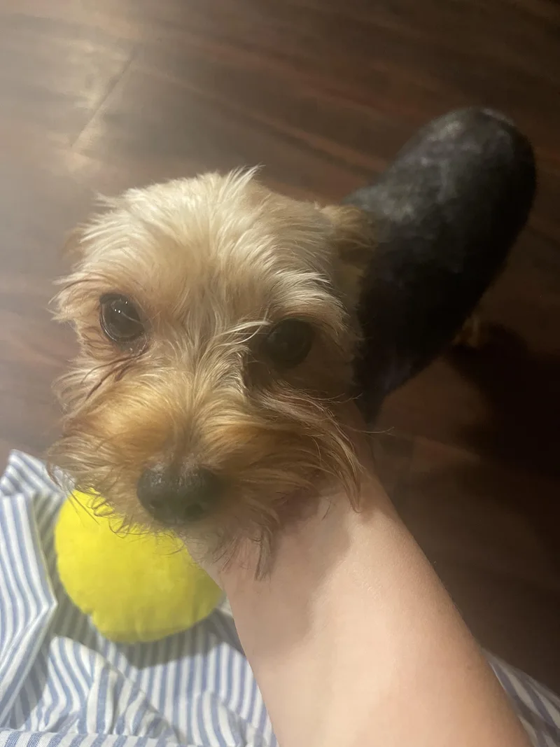 An adult small-sized male Yorkshire Terrier dog named Enzo for adoption in Newfoundland, NJ