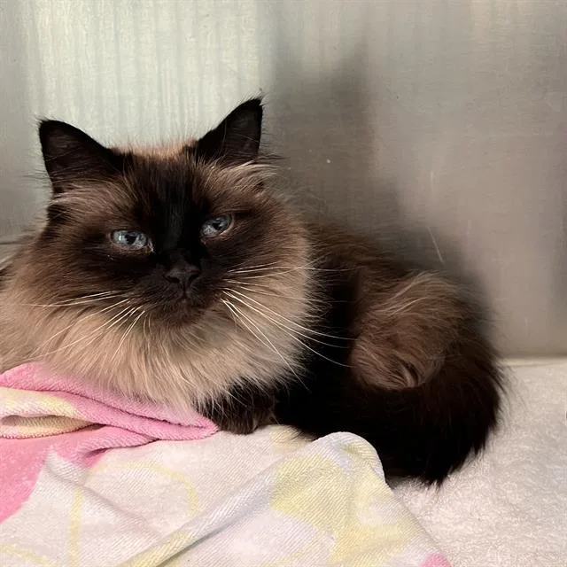 An adult medium-sized female Tonkinese cat named Sky for adoption in Methuen, MA