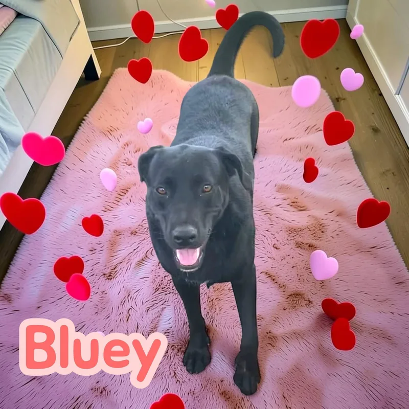 A young medium-sized female Black Labrador Retriever dog named Bluey  Stunning & for adoption in Chuckey, TN
