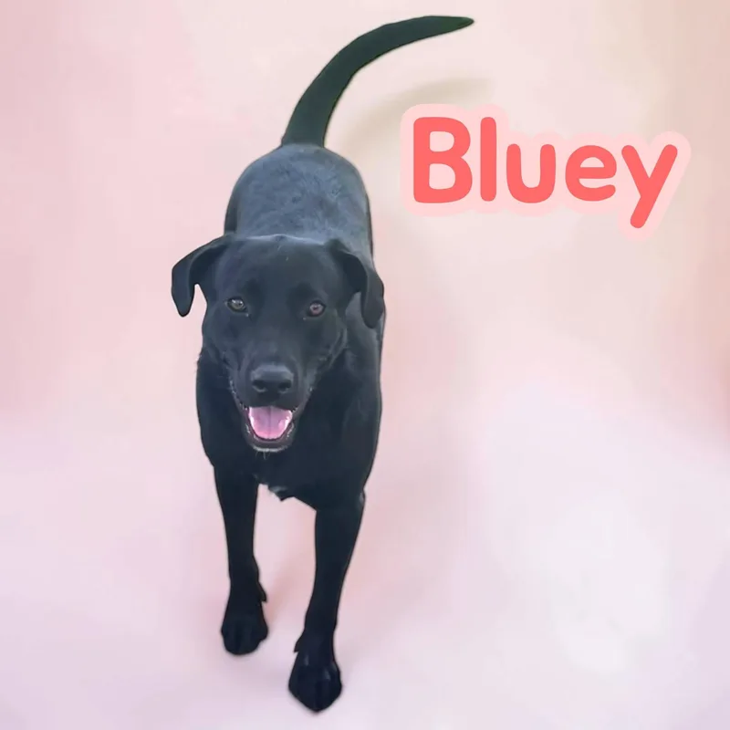 Bluey  Stunning & thumbnail 2