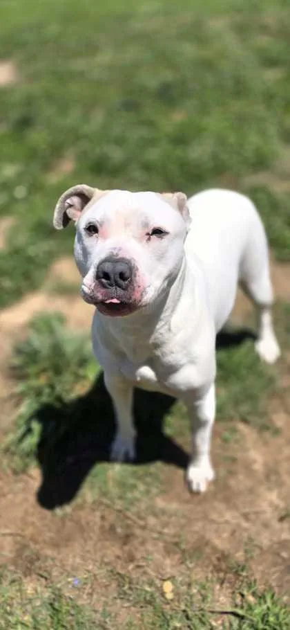 An adult large-sized female Mixed Breed dog named Bronte for adoption in Sevierville, TN