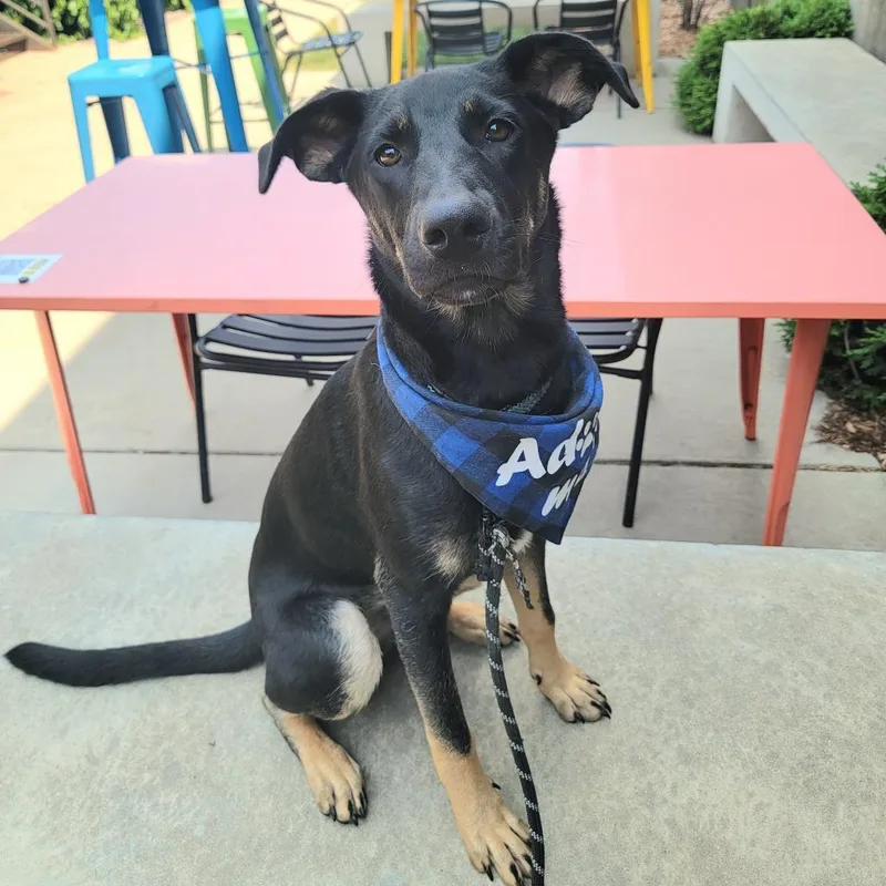 An adult large-sized male Black German Shepherd Dog dog named Netflix for adoption in Buffalo, MN