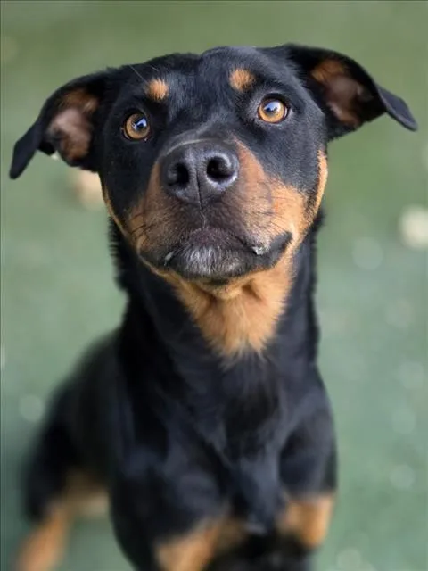An adult medium-sized female Rottweiler dog named Artemis for adoption in Woodland, CA