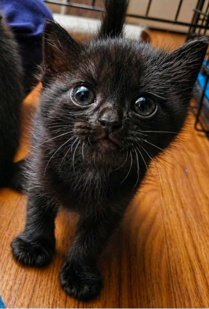 A baby medium-sized female Domestic Short Hair cat named Meowna Lisa for adoption in El Dorado, AR