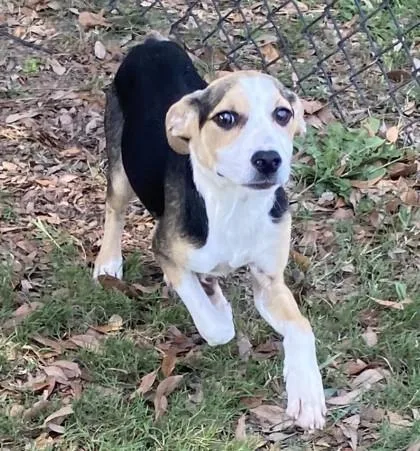 A baby medium-sized female Terrier dog named Jaguar for adoption in Conway, SC