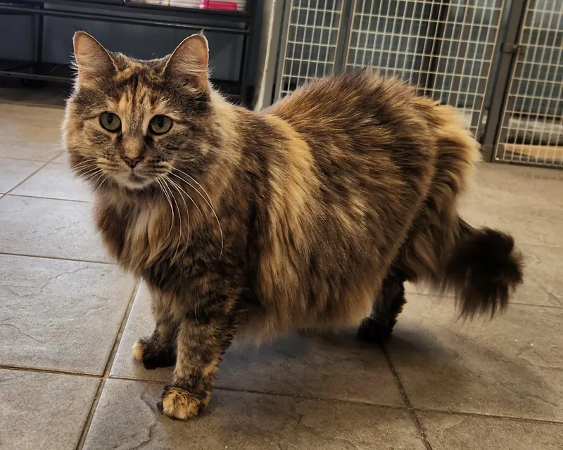 An adult medium-sized female Tabby (Buff / Tan / Fawn) Domestic Long Hair cat named Misty for adoption in Sewaren, NJ