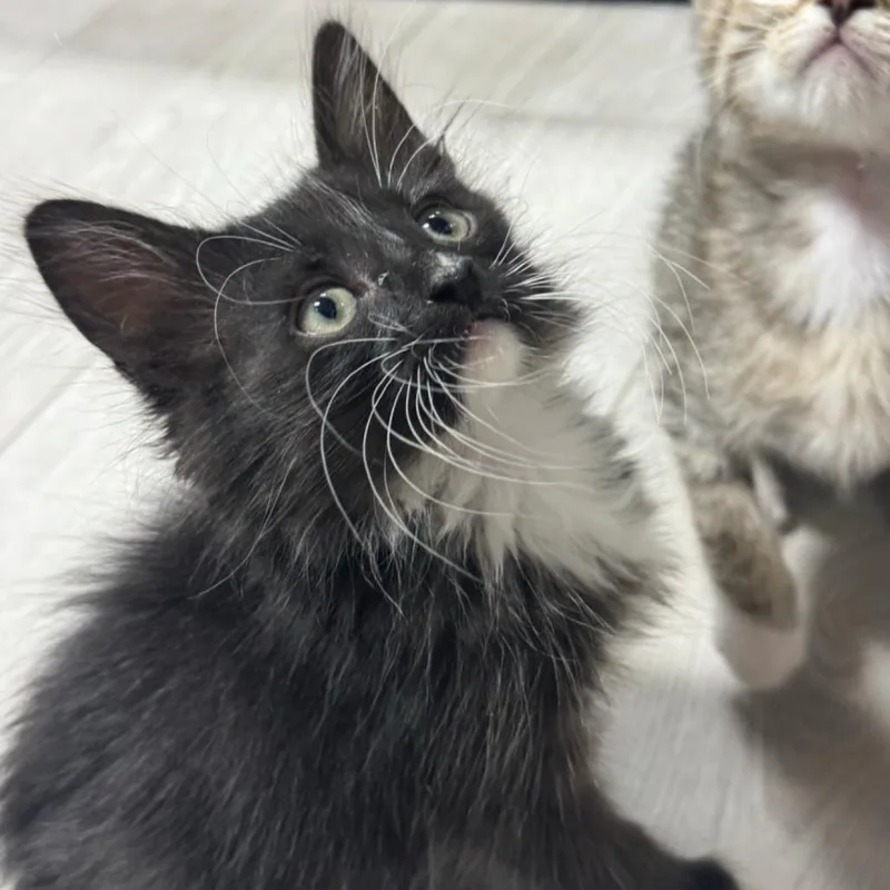 A baby small-sized male Black Domestic Short Hair cat named Sony Walkman for adoption in Westminster, CA