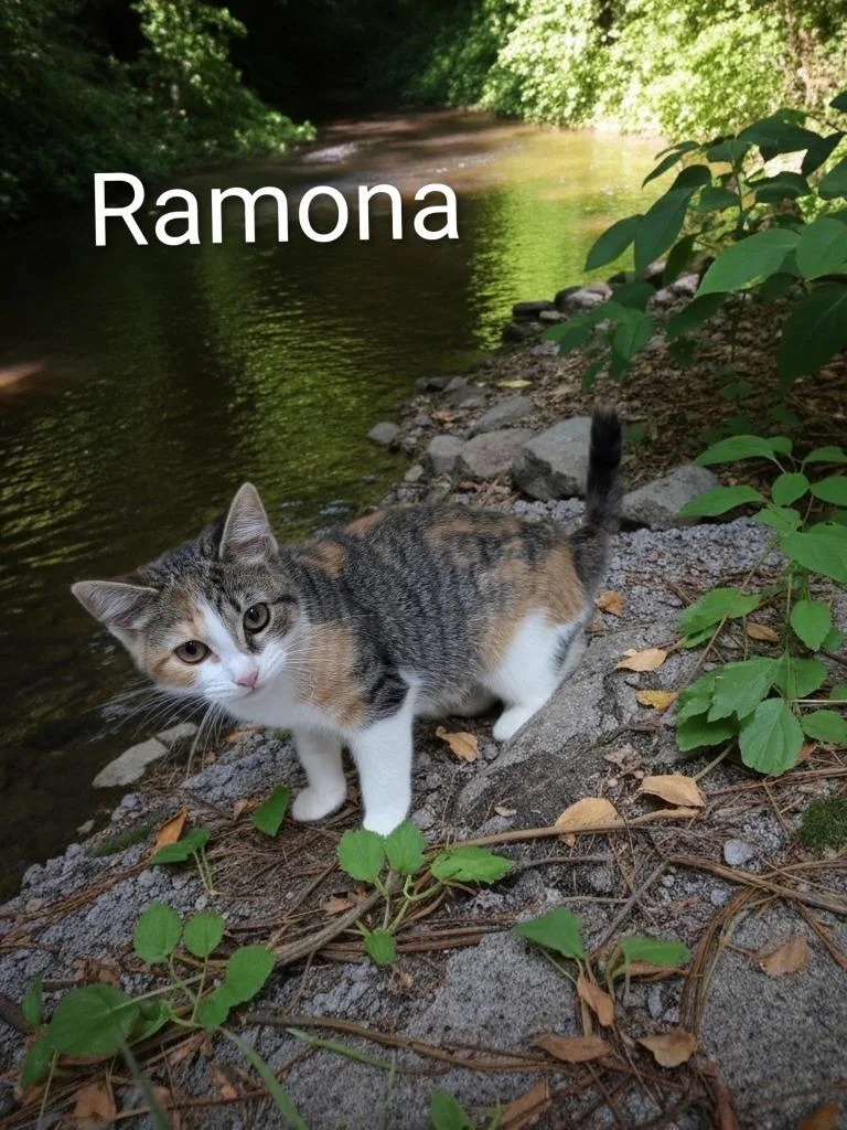 A baby small-sized female Domestic Short Hair cat named Ramona for adoption in Jim Thorpe, PA