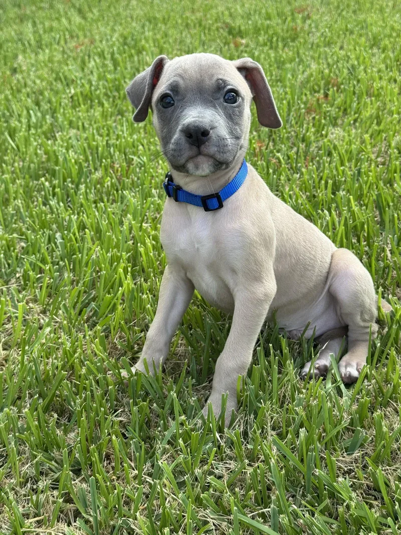 A young medium-sized male Terrier dog named Bronson for adoption in Euless, TX