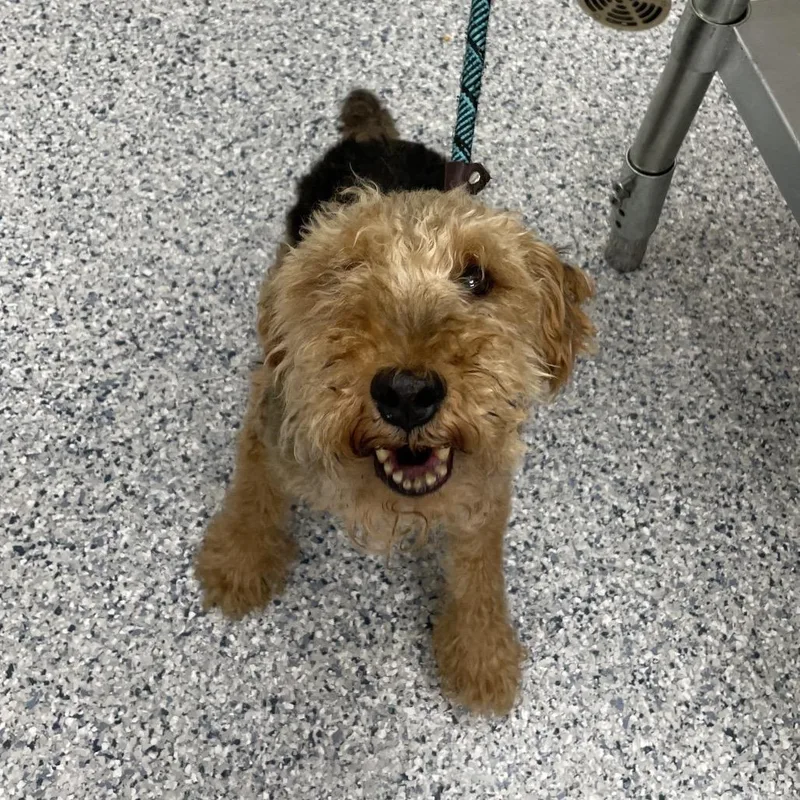 A senior small-sized male Black Welsh Terrier dog named Murphy for adoption in Northbrook, IL