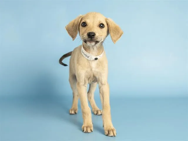 A baby small-sized male German Shepherd Dog dog named Soos for adoption in Phoenix, AZ