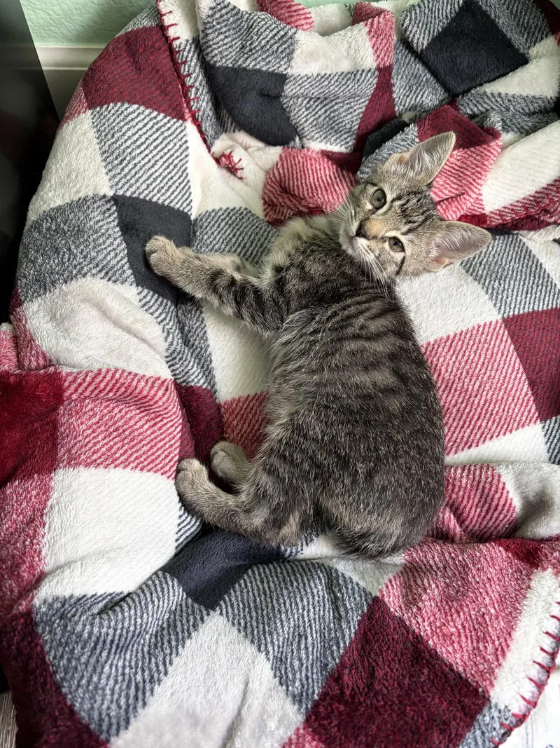 A baby medium-sized female Tabby cat named August for adoption in Plano, TX