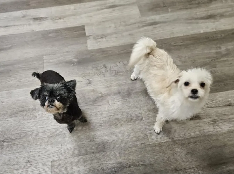 An adult small-sized female Black Shih poo dog named Indigo and Nina for adoption in Manhattan Beach, CA