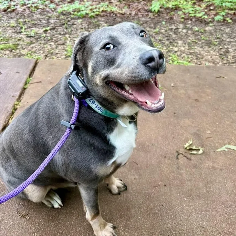 A young medium-sized male Gray / Blue / Silver Mixed Breed dog named Bentley for adoption in Tunica, MS