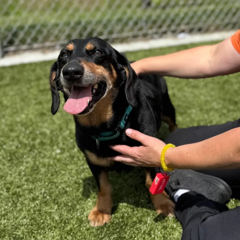 A senior medium-sized male Black Basset Hound dog named Hugo for adoption in Nashville, IN