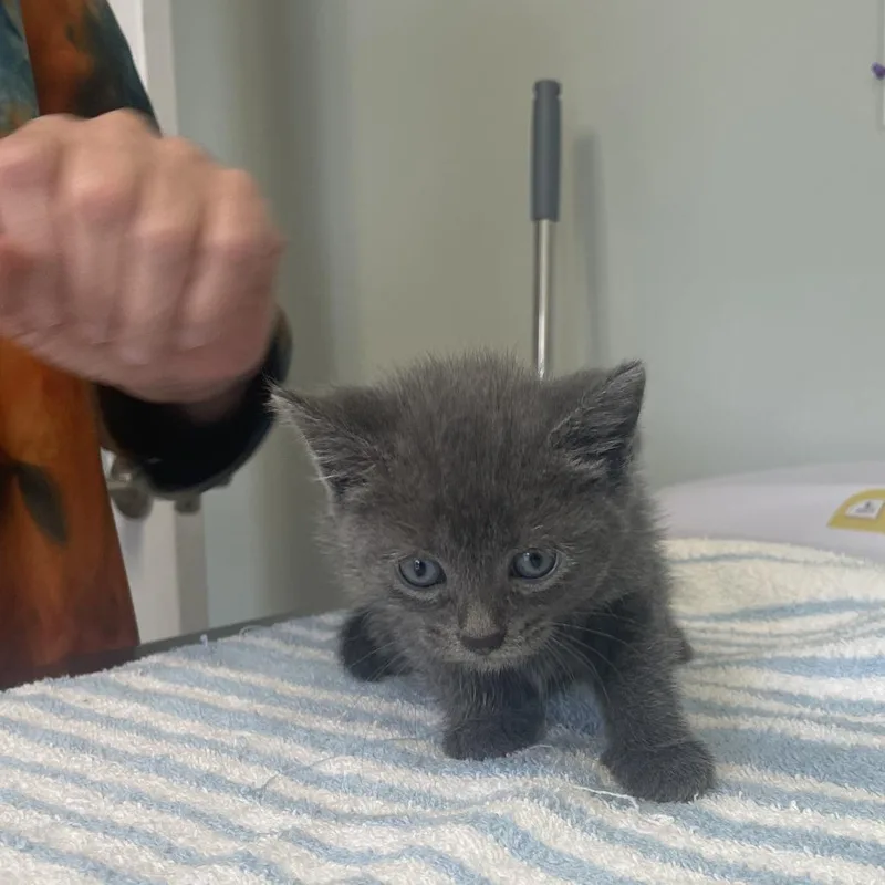 A baby small-sized male Domestic Short Hair cat named Cadence for adoption in Cumming, GA