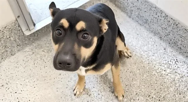 A young medium-sized male German Shepherd Dog dog named Luthor for adoption in Houston, TX