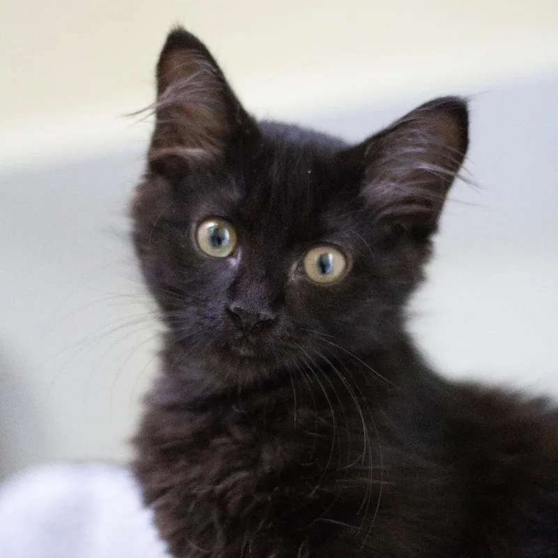 A baby small-sized male Domestic Medium Hair cat named Bobby for adoption in Cumming, GA