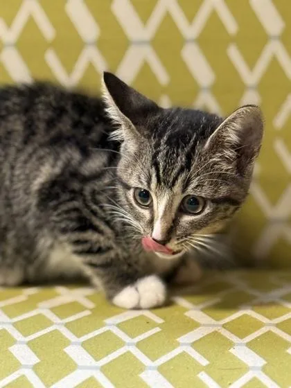A young small-sized female Domestic Short Hair cat named Redwood for adoption in Lawrenceville, GA
