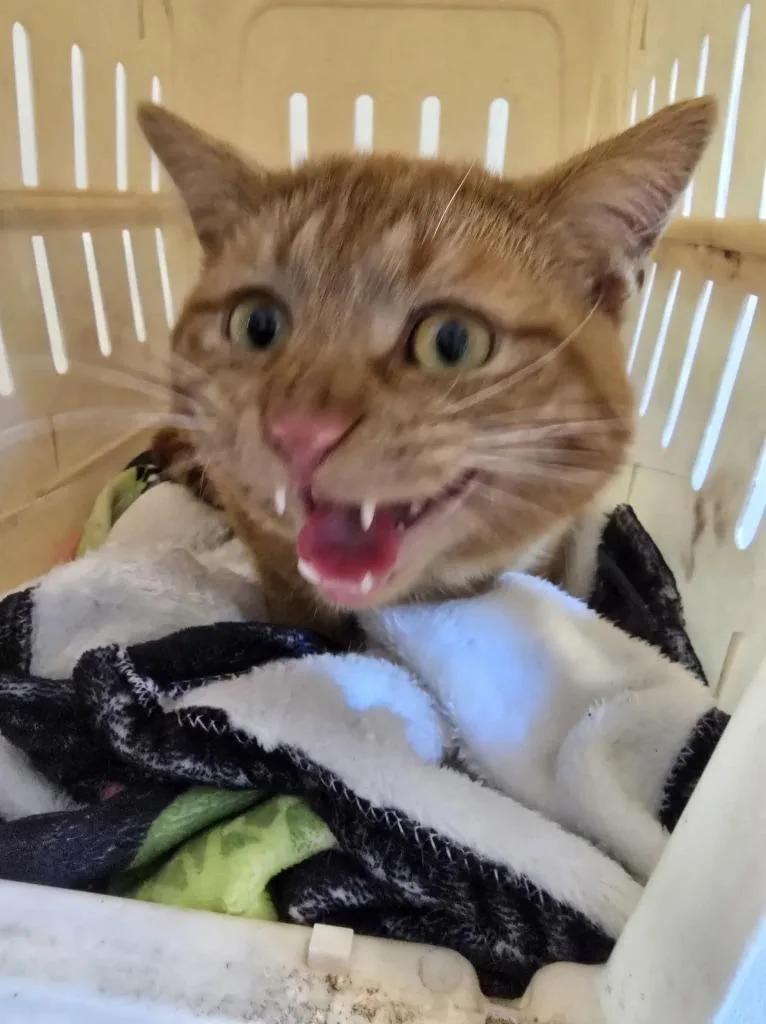A young medium-sized male Domestic Short Hair cat named Garfield for adoption in Ashland, WI